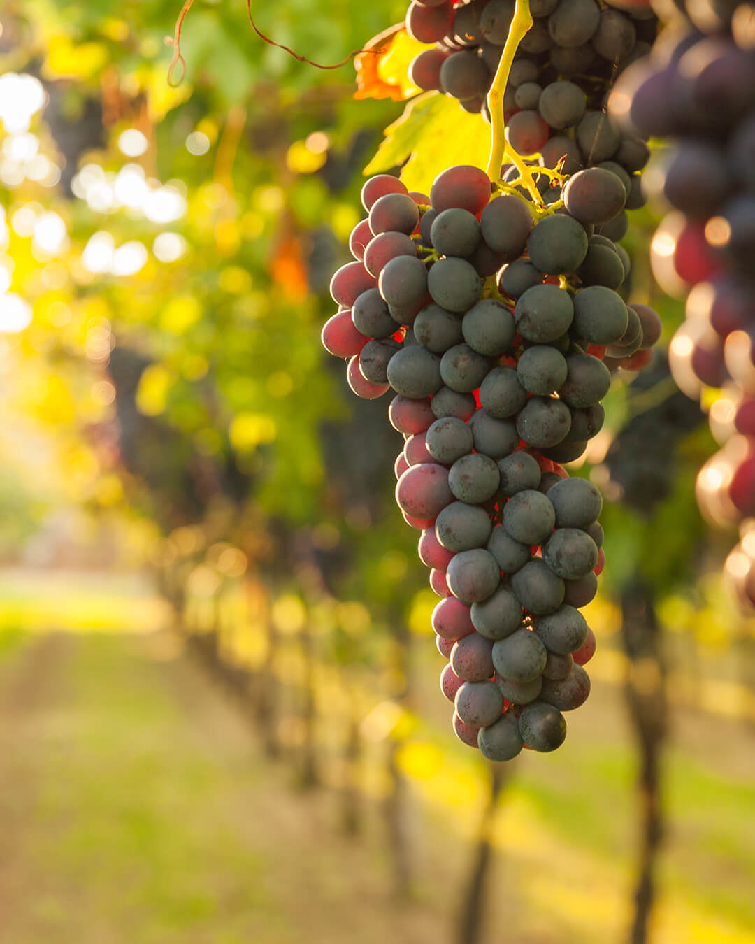 Five vineyards you must visit on your next trip to Italy