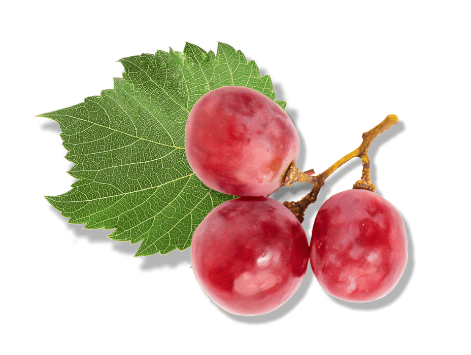 Red grapes and vine