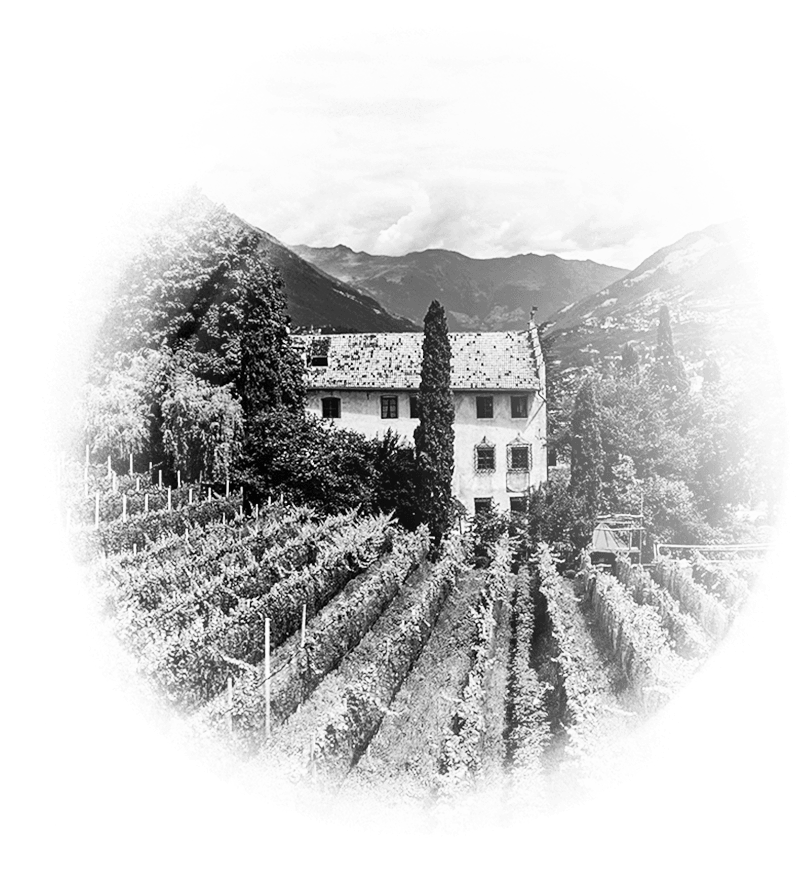 Black & white Italian vineyard