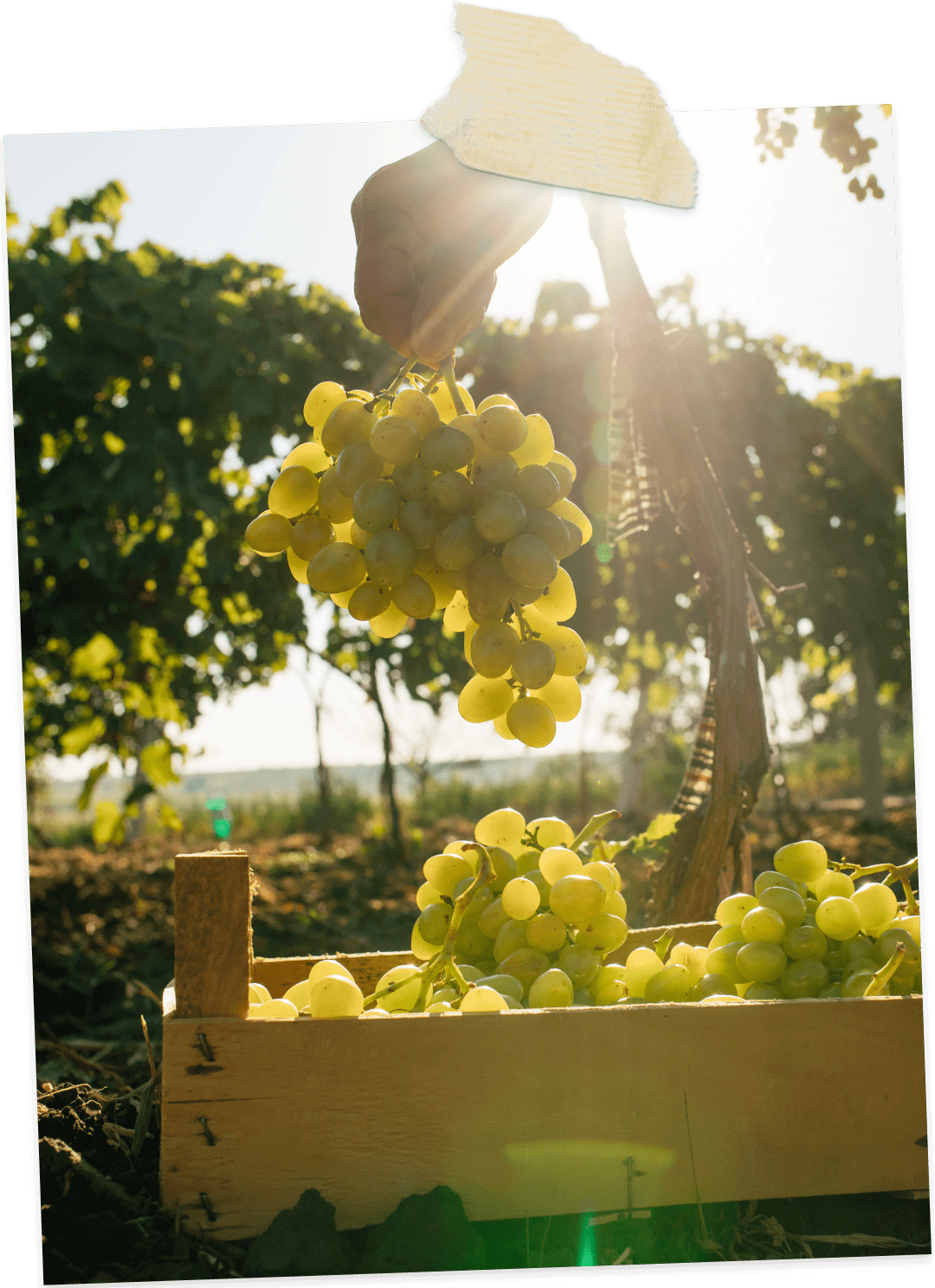 Close-up scrapbook image of Italian vineyard