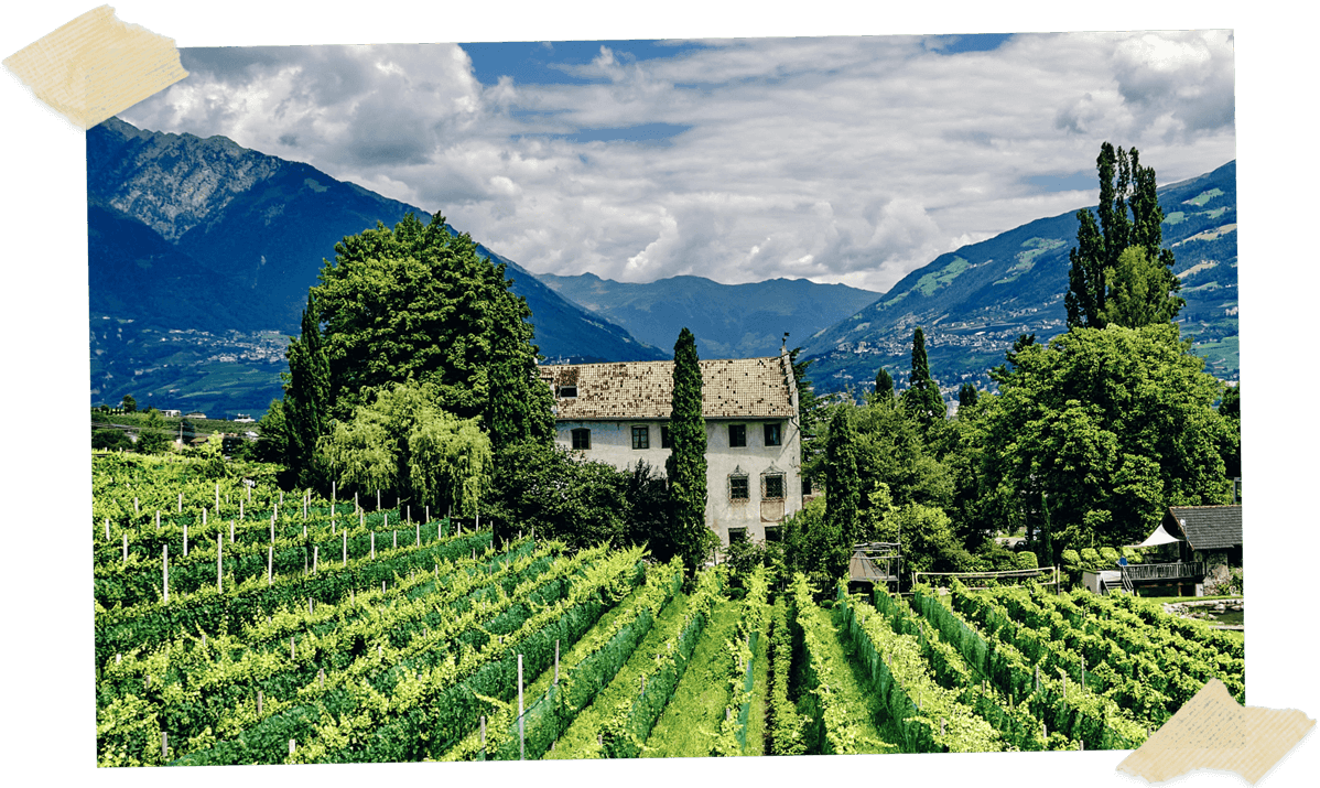 Scrapbook image of Italian vineyard