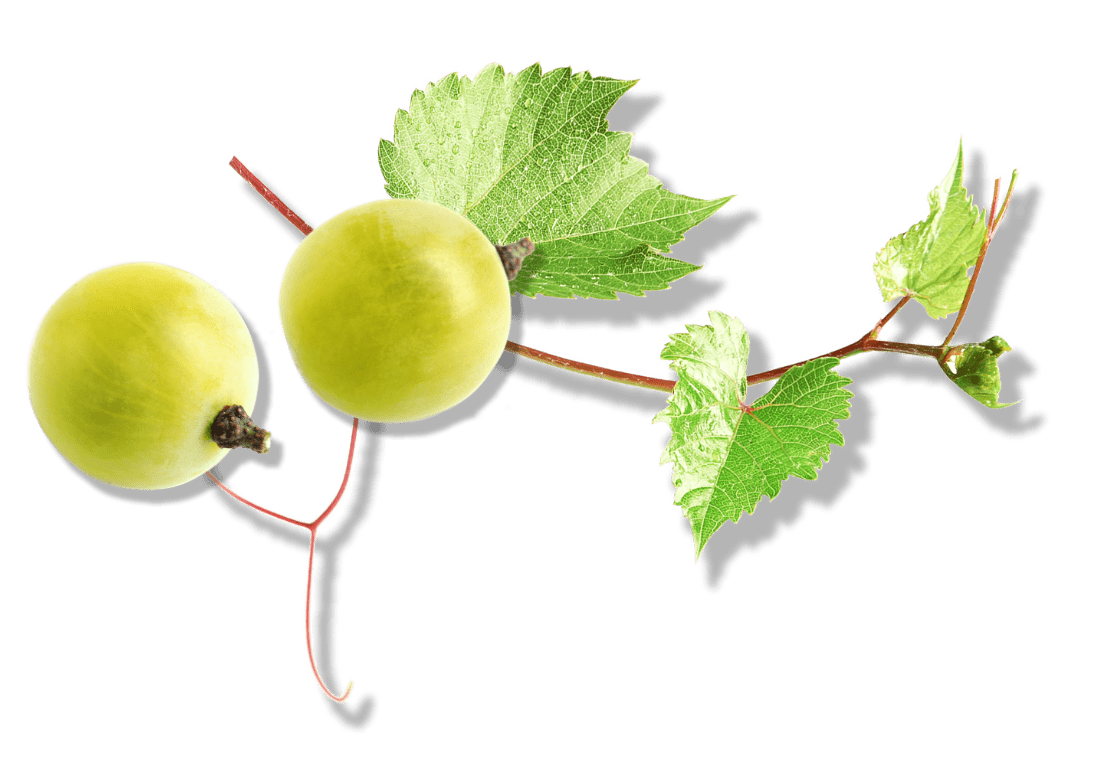 White grapes and vine
